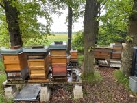 Bienenvölker auf Zander oder Zadant Bayern - Fürth Vorschau