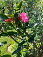Oleander rosa blühend Hessen - Friedberg (Hessen) Vorschau