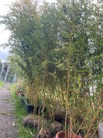 Riesen Bambus Niedersachsen - Wulften Vorschau