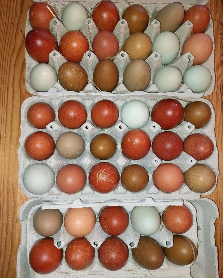 Bruteier Eier Hühner Maran Lavendel Araucaner Olivleger in Altenbeken