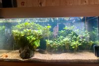 200 Liter Aquarium komplett inclusive Besatz Sachsen - Burghammer Vorschau