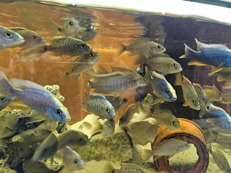 Sciaenochromis ahli in Bergkamen