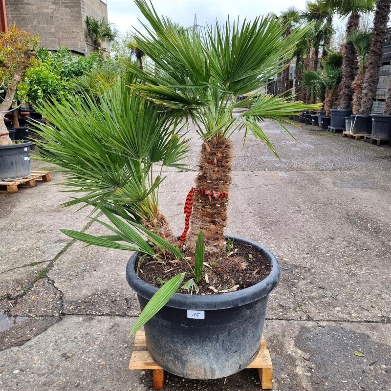 Zwergpalme "Chamaerops Humilis" (Nr.15) +/-140cm hoch inkl. Topf in Oberhausen