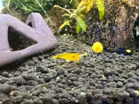 Yellow King Kong Garnelen Caridina - 1€ Stück Bayern - Bad Birnbach Vorschau