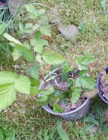 Brombeeren ohne Dornen Bayern - Elsenfeld Vorschau