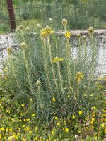 Mediterrane Junkerlilie Asphodeline lutea Affodill Lilie Niedersachsen - Hameln Vorschau