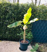 Musa Basjoo Banane Bananenbaum Bananenpflanze Faserbanane Nordrhein-Westfalen - Emmerich am Rhein Vorschau