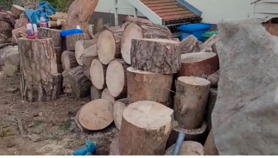 Gartenabfälle Tanne Baumschnitt Astholz Entsorgung  Abholung ☏  ✔ in Berlin