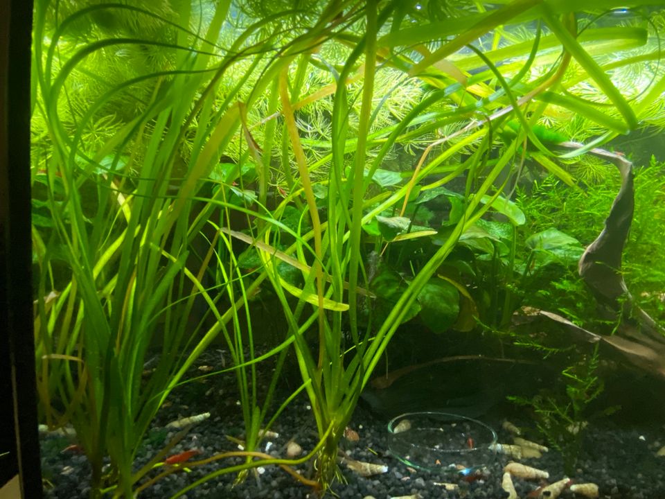 Aquarium Pflanzen Set, Hornkraut, Vallisneria, Moos in Hamburg