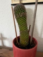 Kaktus 18 cm hoch Kiel - Mitte Vorschau