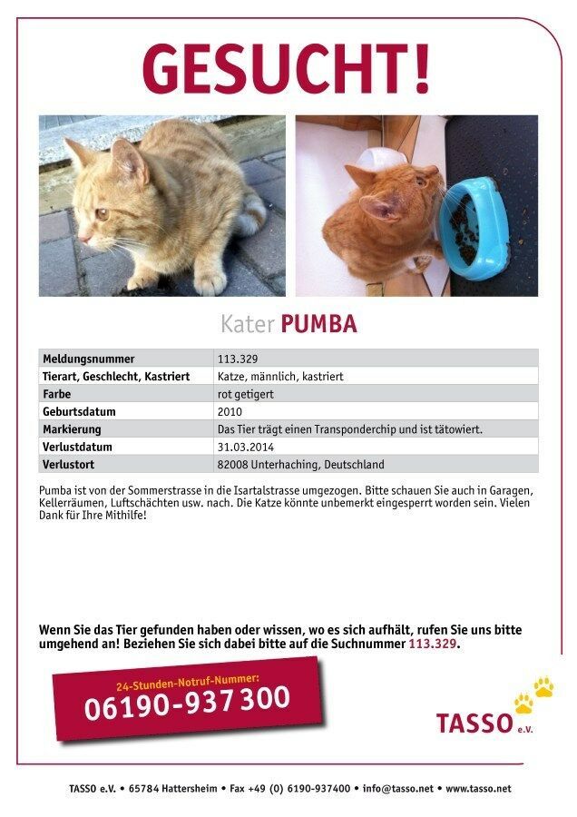 Kater Pumba/Pumbi, seit dem 31.03.2014 in Unterhaching, entlaufen in Unterhaching