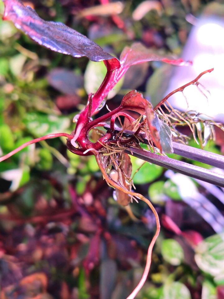 New ⭐❤ Hellfire ❤⭐ BUCEPHALANDRA Aquarium Garnelen Nano in Freiburg im Breisgau