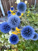 blaue KUGELDISTEL, winterharte Staude, Blumensamen Nordrhein-Westfalen - Eschweiler Vorschau