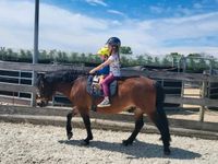 Pony Wallach Therapiepony Baden-Württemberg - Kressbronn am Bodensee Vorschau