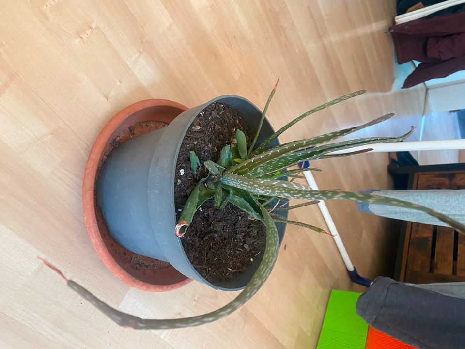 Aloe Vera Pflanze zu verschenken in Neuss