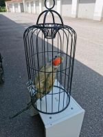 Künstlicher Papagei in einem Käfig Bayern - Dingolfing Vorschau
