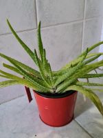 Aloe Vera Ableger Brandenburg - Hennigsdorf Vorschau