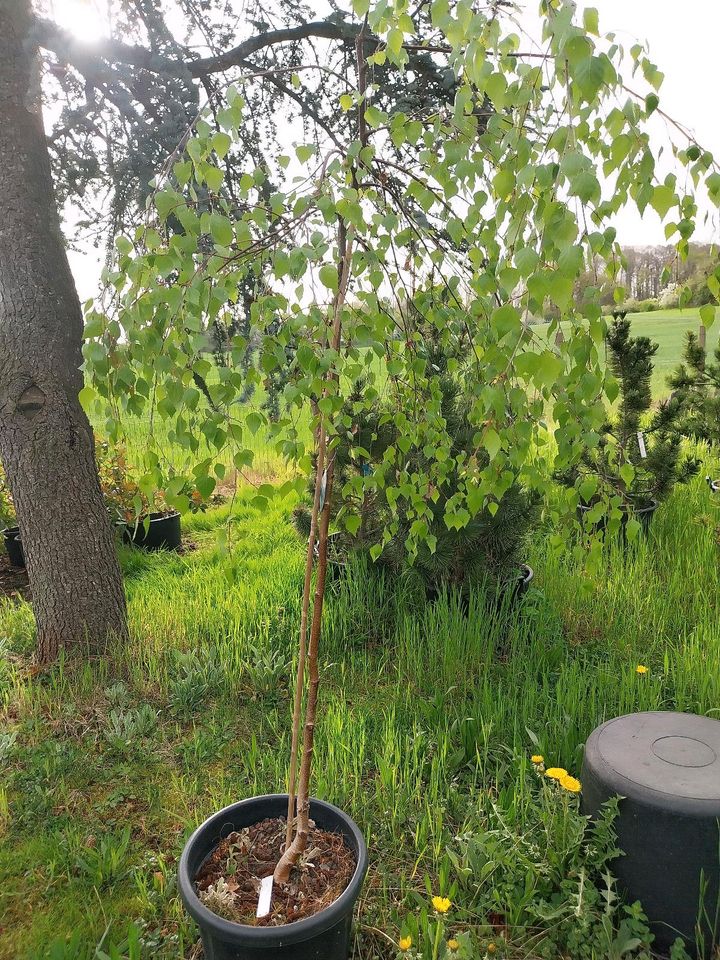 Betula pendula" Youngii", kleiner Baum, Hängebirke, Trauerbirke in Gießen