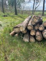 Holz, Kiefernholz, Stammholz Brandenburg - Friedland (Mark) Vorschau