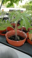 Tomaten Gemüse Jungpflanzen Nordrhein-Westfalen - Kerpen Vorschau