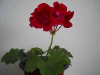 Geranie Pelargonie Baden-Württemberg - Plüderhausen Vorschau