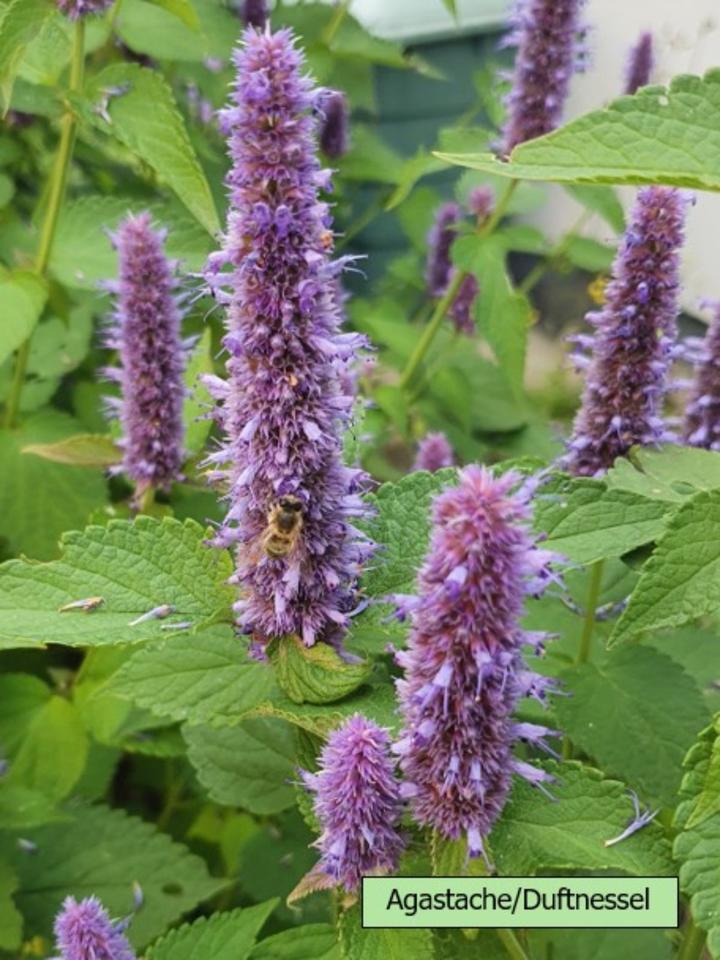 Echter Lavendel mehrjährig, besonders insektenfreundlich in Alzenau