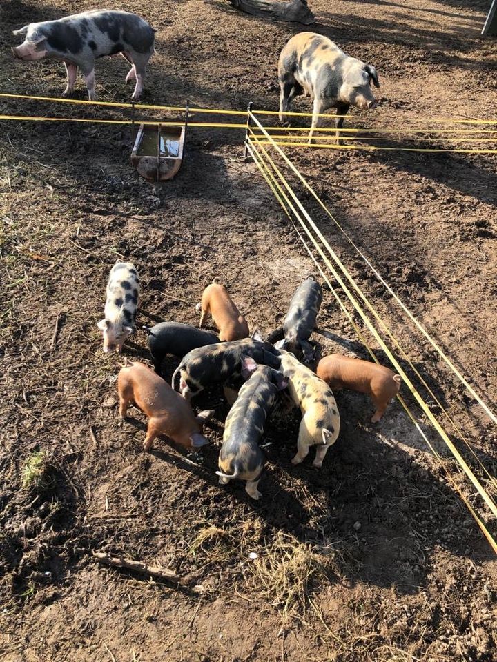 Tierfutter zur regelmäßigen Abholung in Berlingerode