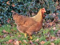 Orange Welsumer Eier, Hühner, Küken Niedersachsen - Delmenhorst Vorschau