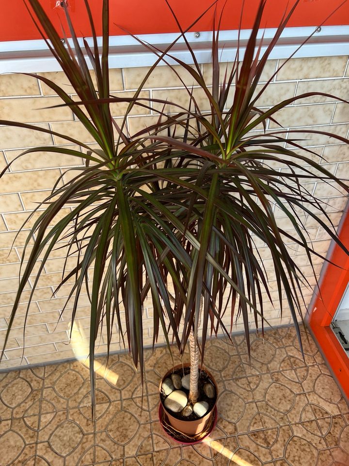 Dracaena angustifolia pflanzen in Herrenberg