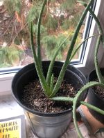 Aloe Vera Jungpflanze Baden-Württemberg - Achern Vorschau