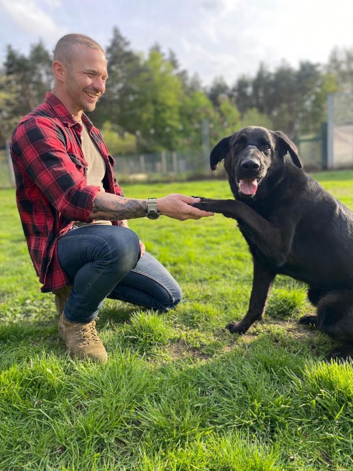 Sirius sucht seine Familie (Labrador Schäferhund) in Zahna