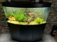 Juwel Aquarium 260 Liter Rheinland-Pfalz - Dannstadt-Schauernheim Vorschau