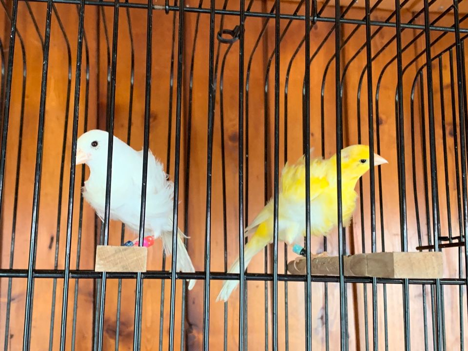 Fiorino Paar Kanarienvögel in Wolfenbüttel