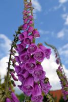 Roter Fingerhut 4,25€ - Digitalis purpurea ‍Stauden Pflanzen Bayern - Veitshöchheim Vorschau