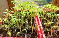 Jungpflanzen, Setzlinge von Tomaten, Kurbis, Zucchini, Gurken Schleswig-Holstein - Wrist Vorschau
