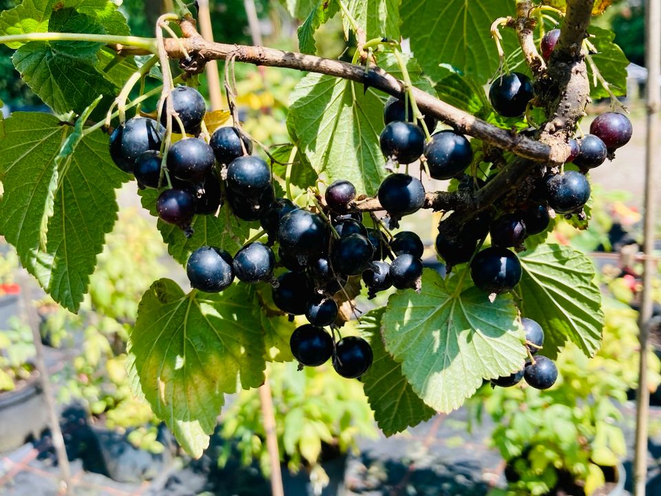 Beerensträucher in gr. Auswahl, Johannisbeeren, Heidelbeeren.... in Oldenburg