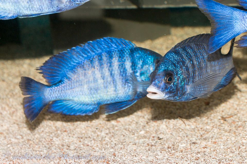 Placidochromis phenochilus mdoka und andere Malawi Buntbarsche in Taura