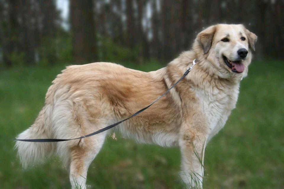 Heidi sucht ein XL Körbchen in Salzwedel