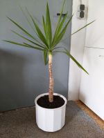 Yucca Palme mit Blumentopf Niedersachsen - Salzgitter Vorschau
