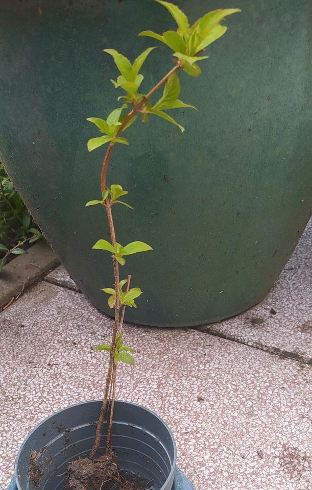 Kleine Weigelie, Gehölz, Blühstrauch, Bienenfreund in Berlin