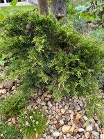 Bonsai , Eibe, Gartenbonsai Brandenburg - Kremmen Vorschau