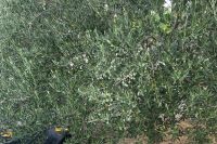 Olivenöl aus Dalmatien, direkt vom Erzeuger Thüringen - Reinsdorf Vorschau
