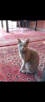 Katze Kater russisch blau Lindenthal - Köln Sülz Vorschau