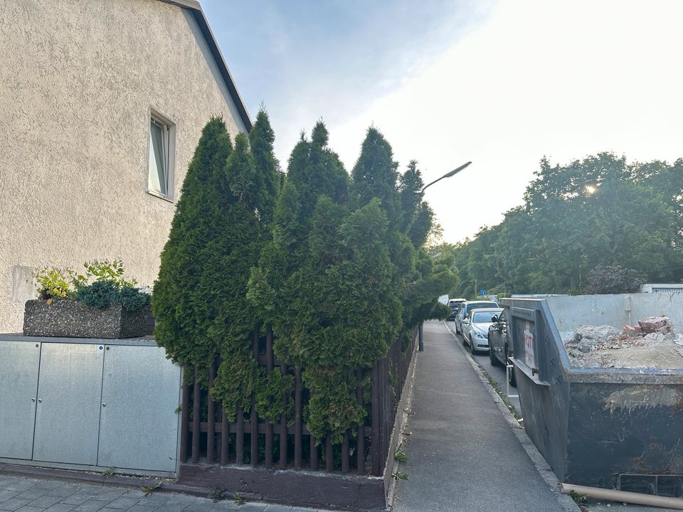 Thuja 1-63 Stück in München