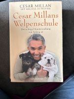 Cesar Millans Welpenschule Bayern - Kempten Vorschau