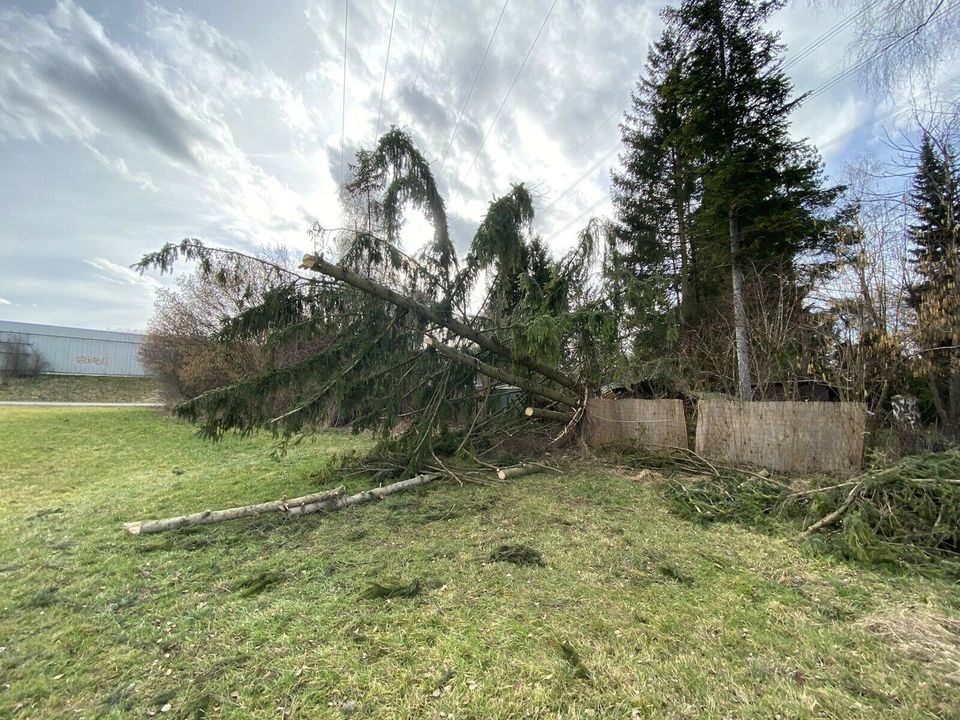 Baum Fällen Baumfällung mit Bühne oder Seilklettertechnik in München