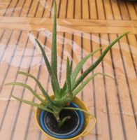 Aloe Vera Pflanze für z.B. Cosmetic Nordrhein-Westfalen - Mönchengladbach Vorschau