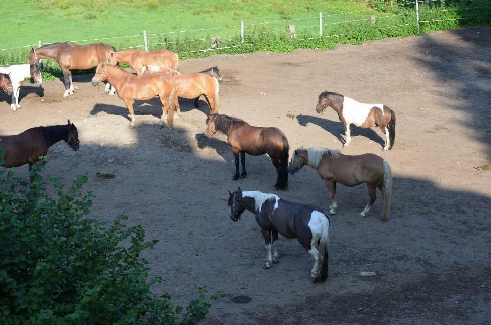 Ponyführen auf dem Reiterhof Finkenmühle in Weißenstadt