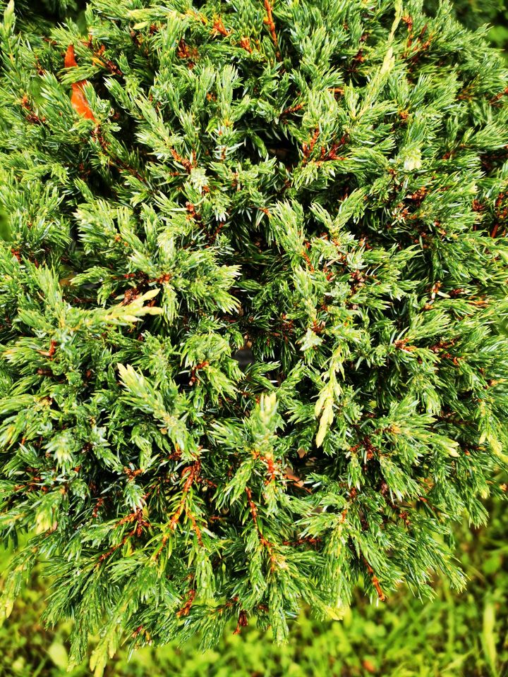 Wacholder Gartenbonsai Formgehölze Formschnitt Japangarten in Bogen Niederbay