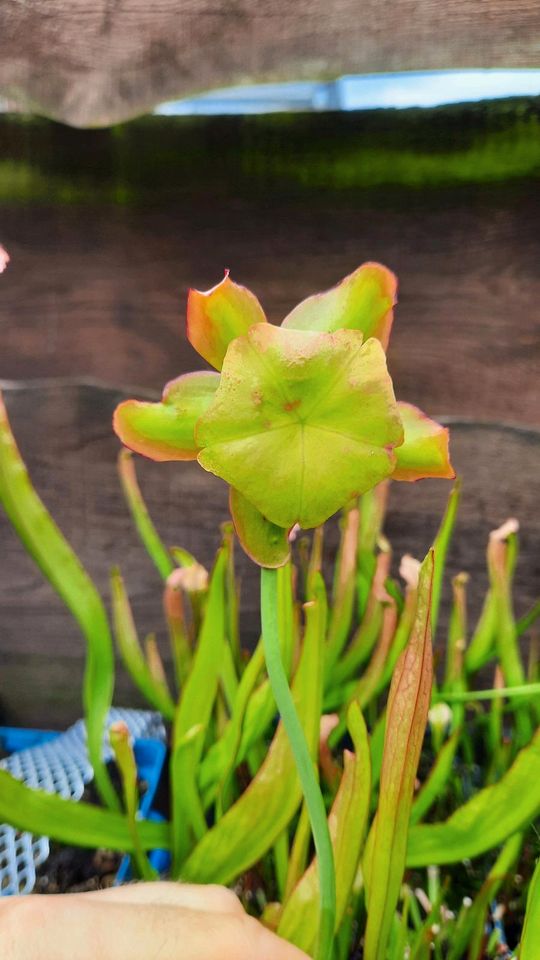 Sarracenia Hybriden,  versch. winterharte Schlauchpflanzen in Rheurdt